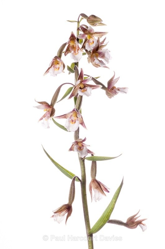  - WB: Orchids - Various
