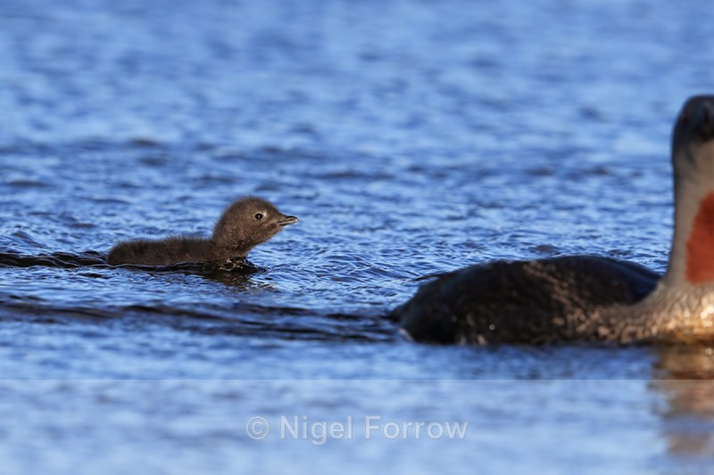 Red-throated Diver chick swimming fast to keep up with parent, Iceland - Red-throated Diver