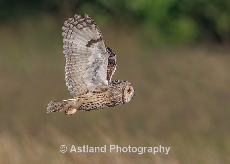 Astland Photography, Bird and Wildlife Images, Susan and Peter Wilson, U.K.