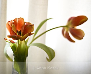 Red tulips - Flowers