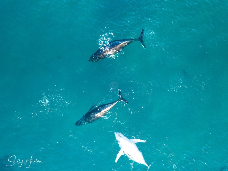 Three Humpbacks 6