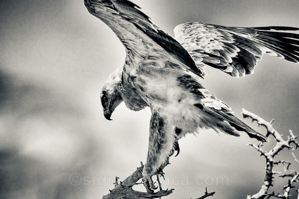 Tawny Eagle, Samburu, Kenya