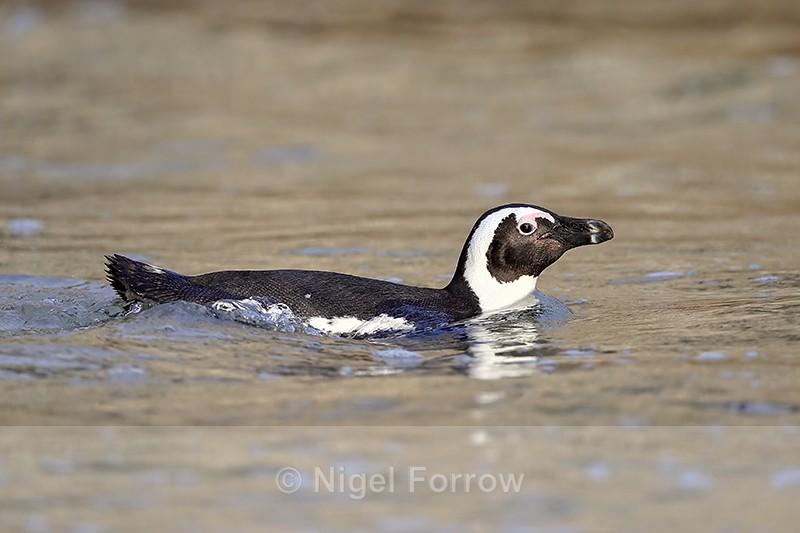 African Penguin swimming, Boulders Beach, South Africa - African Penguin