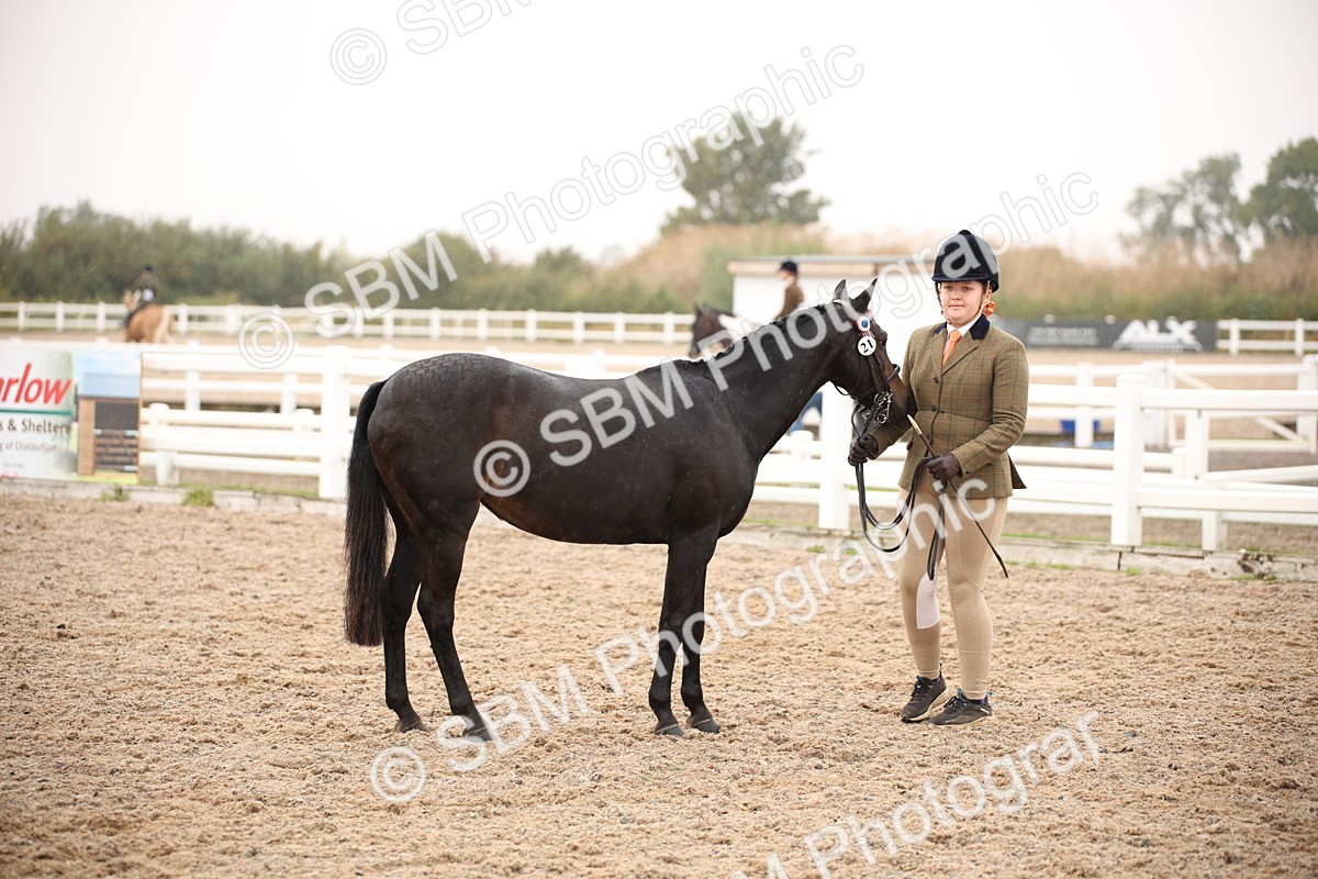 SBM_20124 - Class 702 - IH  Show Horse Pony