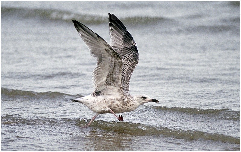 August 16th 2004 - Leggy the Herring Gull
