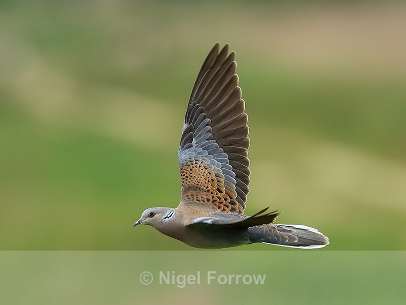 Turtle Dove flying, wings up, Otmoor RSPB - Turtle Dove