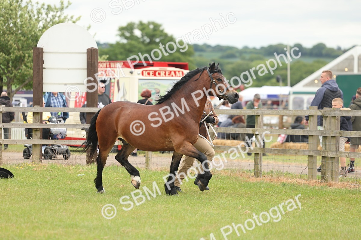 SBM_04853 - Class 50-57 - M&M Welsh Pony In Hand