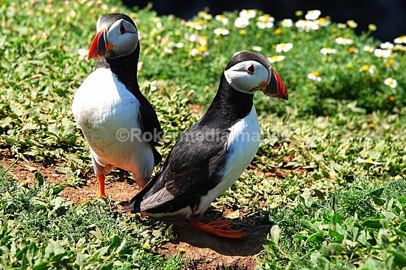 DSC00373 - Skomer 2019
