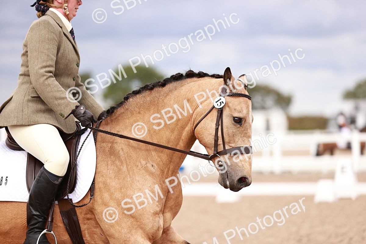 SBM_06338 - Class 37 - Novice 5