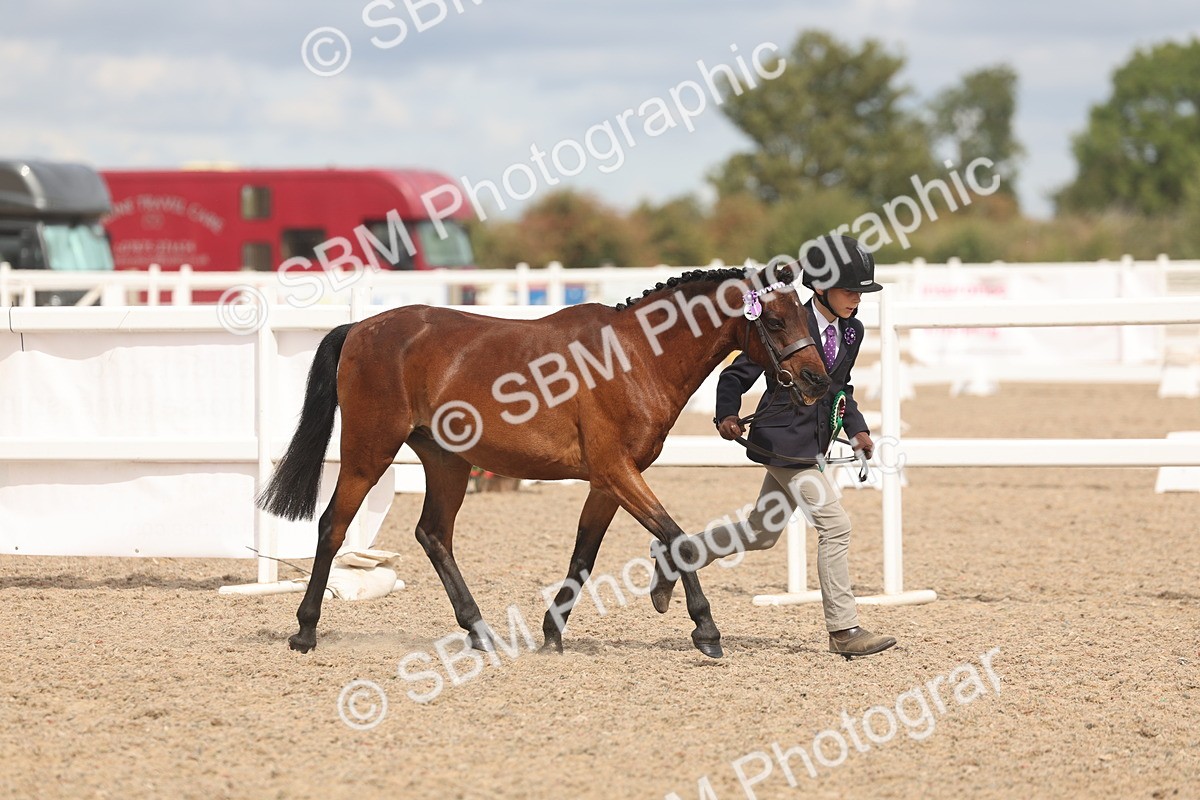 SBM_04603 - Class 19 - Horse/Pony Judge would most like to take home