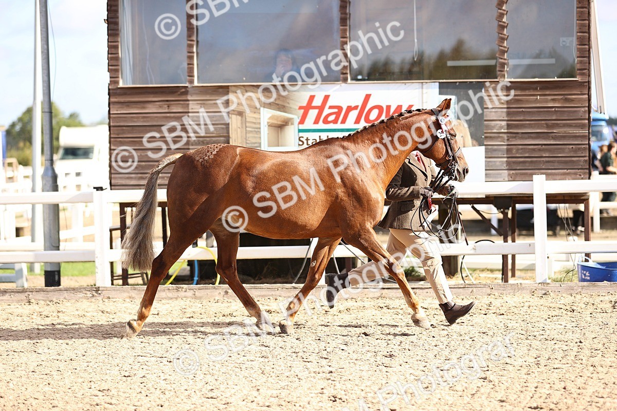 SBM_08556 - Class 402 - IH Veteran Pony