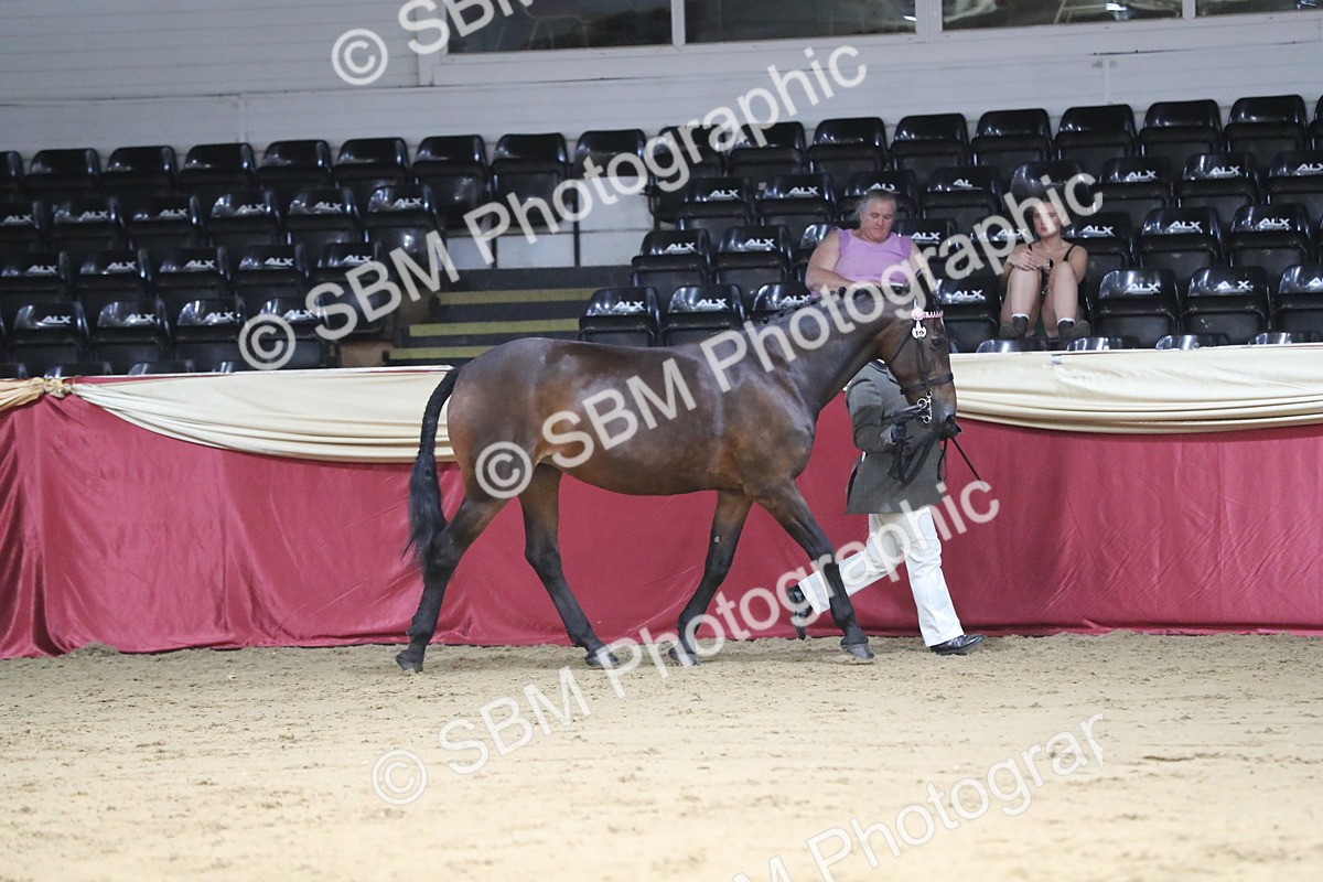 SBM_06275 - Class 9R Regional- IH Pre Vet