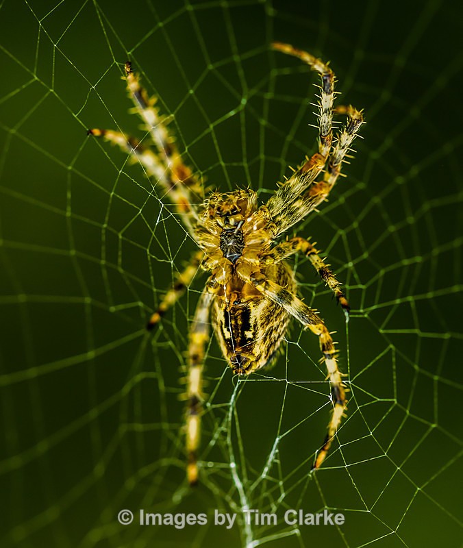 Cardinal Spider 9861 - Wildlife