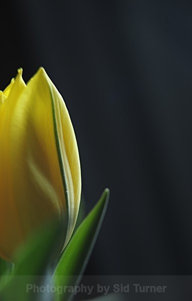  - Flowers and Plants