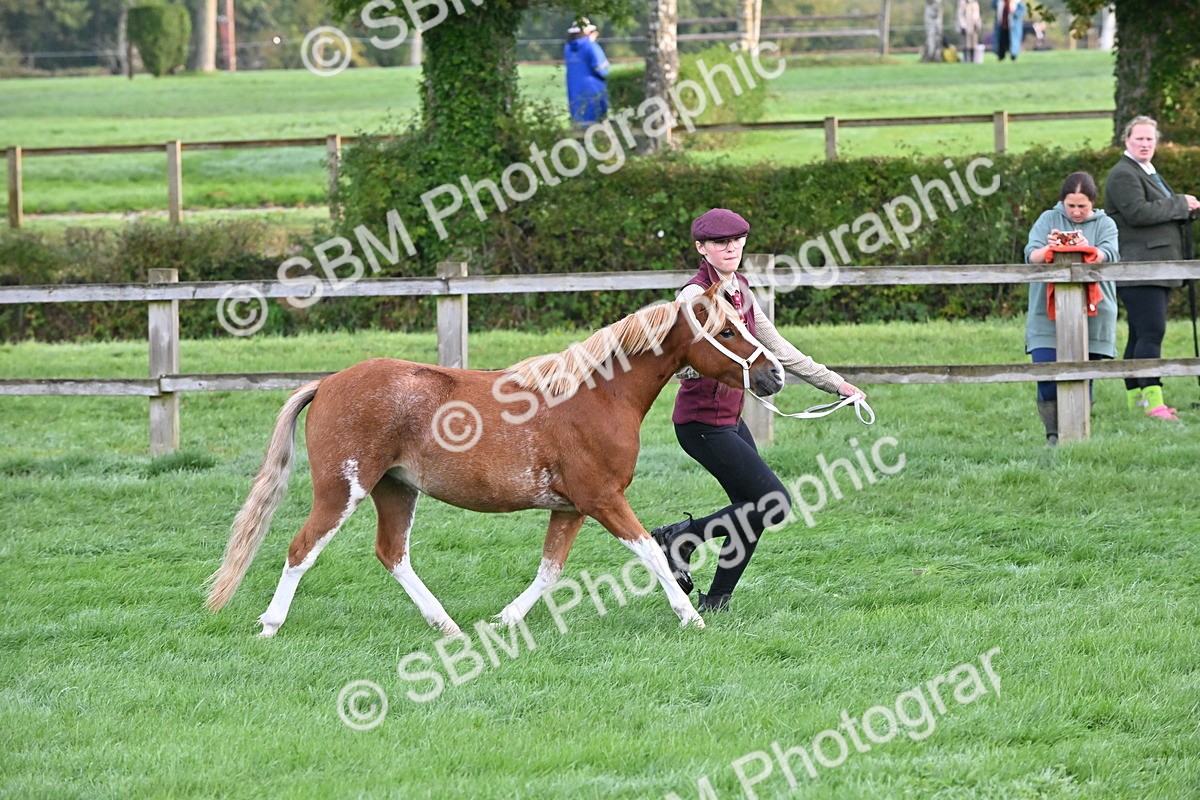 SBM_54587 - S44 - Youngstock In Hand