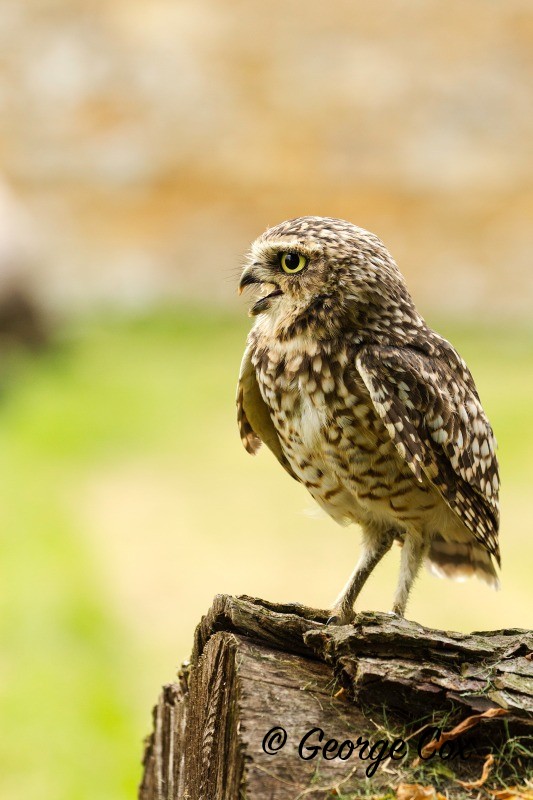 Burrowing Owl Squawking - Birds of Prey
