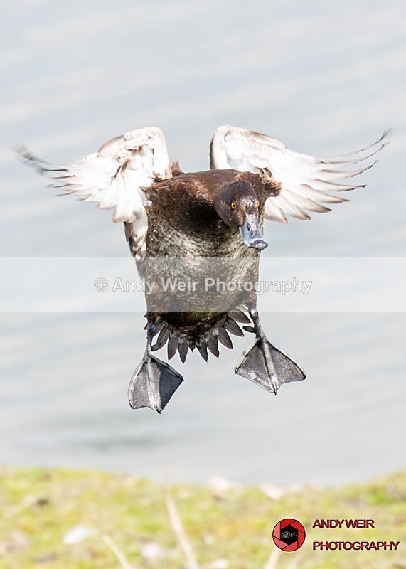 190523-untitled-8E0A2923 - Tufted Duck