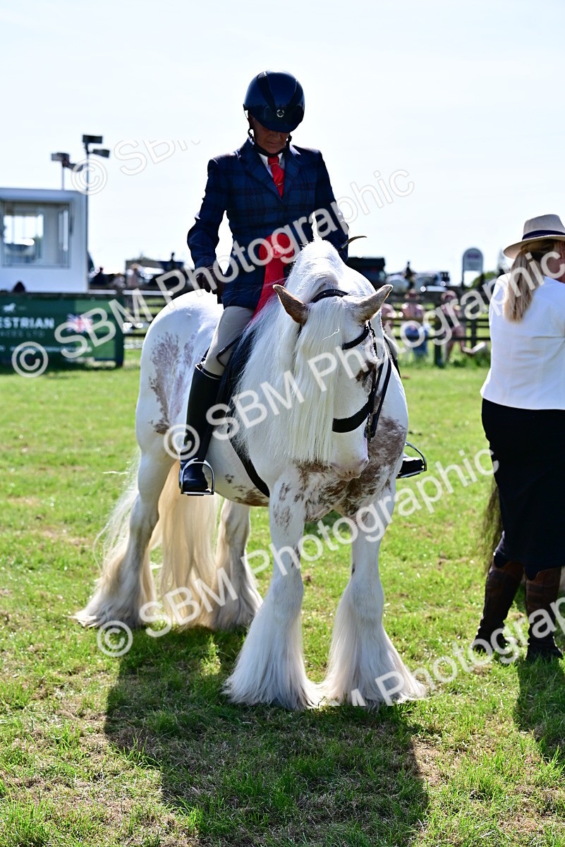 SBM_09419 - Class 63-65 - Traditional Gypsy Cobs In Hand & Ridden