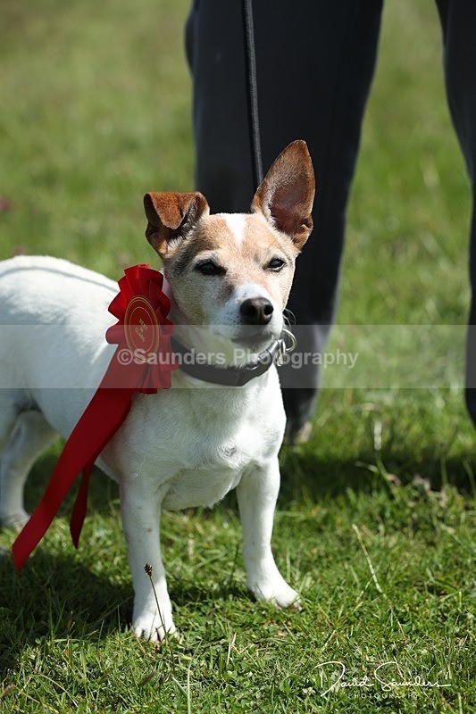 SPXX0596 - Dog show