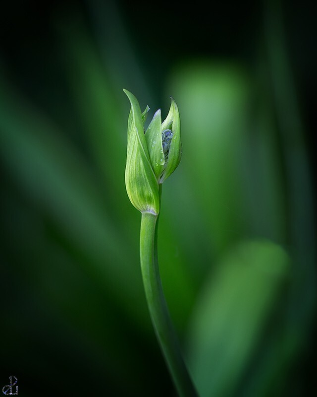 Flower photography by Diana Uzun