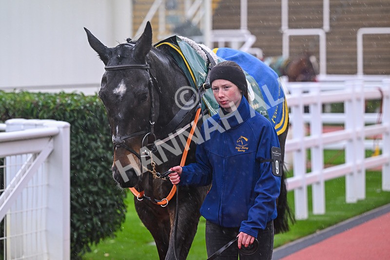 141125-Race 1-Avalo-8862 - Race 1