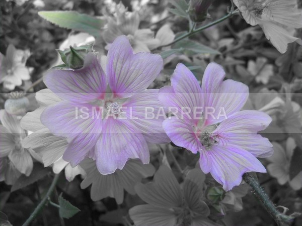 Alive - FLORAL