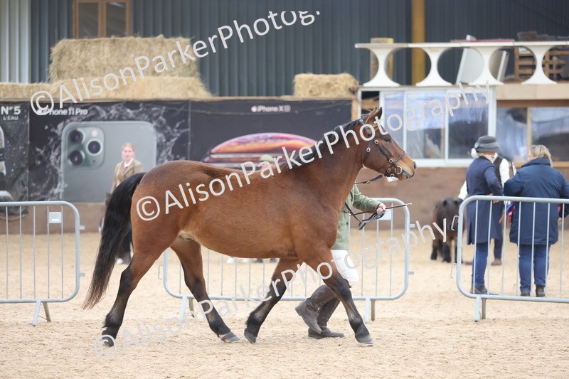 20251109-1079 - Class 29 - Geldings 4 Years and over