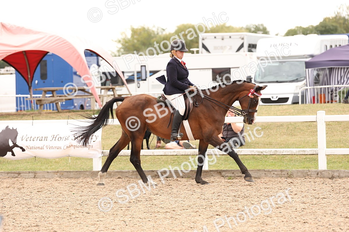 SBM_17323 - Class 214 - Ridden Hack Riding Horse