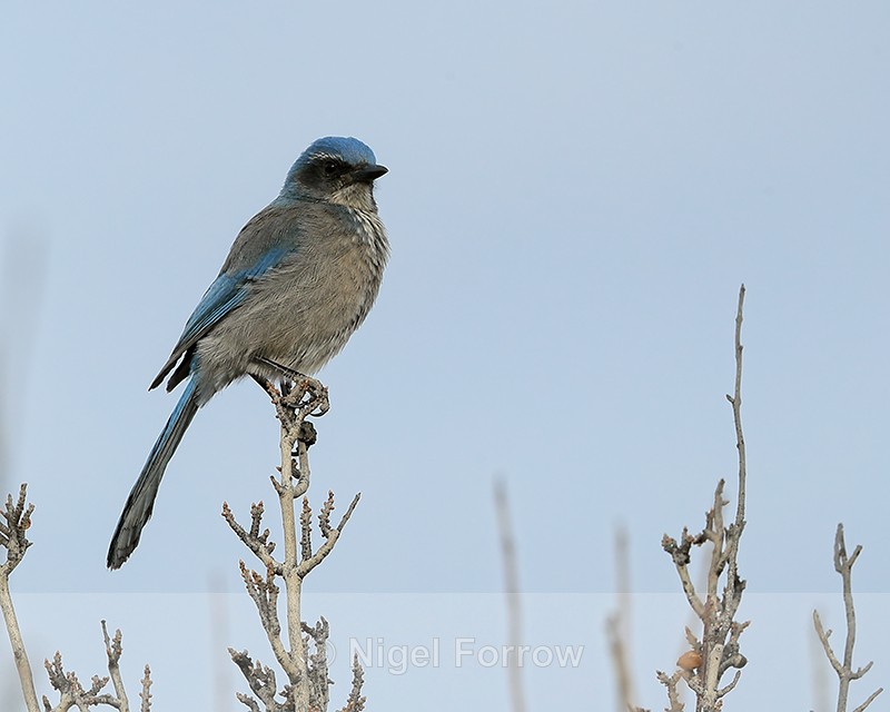 Western Scrub-Jay, Bosque del Apache, New Mexico - Western Scrub-Jay