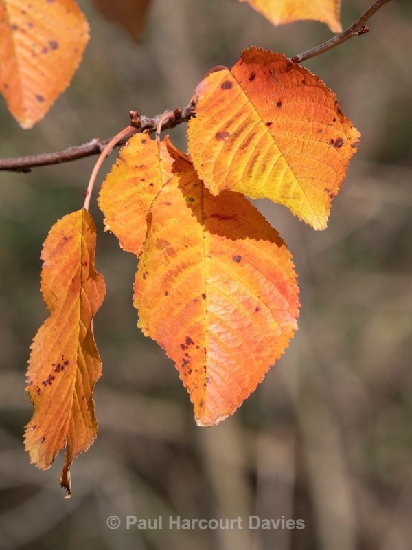 Wild Cherry (Prunus avium) - Autumn Colours 2020