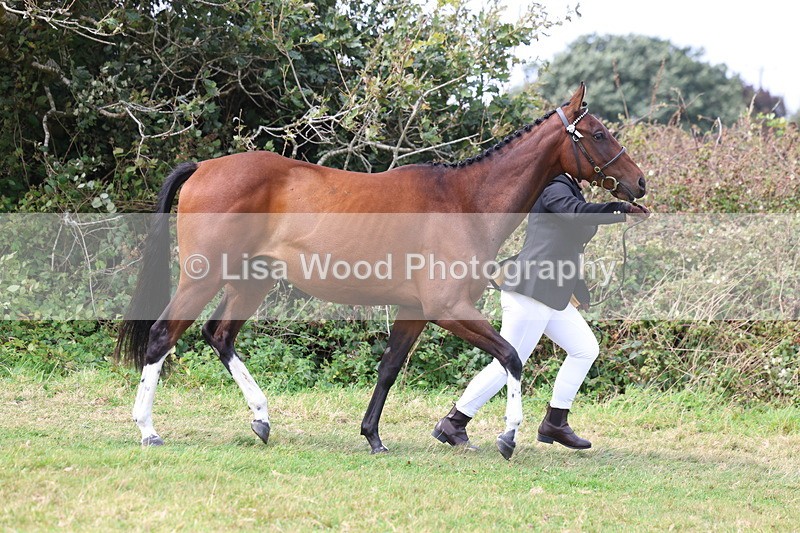 3E7A5509 - Class 20: Sports Horse In Hand