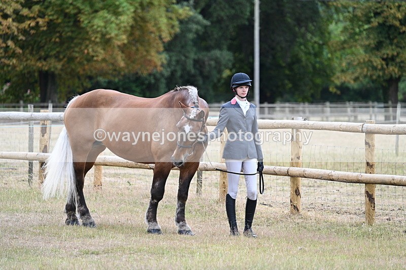 WJ7_8894 - Class 4a Prettiest Mare 14.2hh and over
