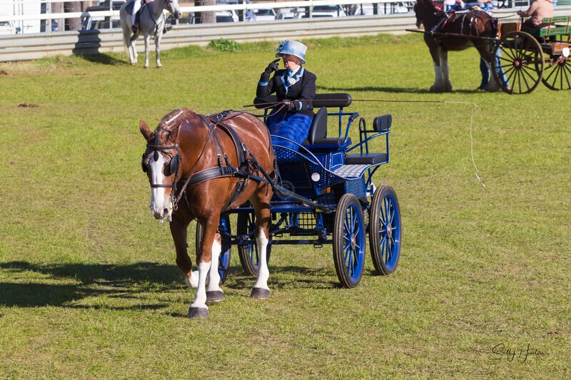 Harness Driving Challenge 28. 0A3A9452 - 2025 Senic Rim Clydesdale Spectacular