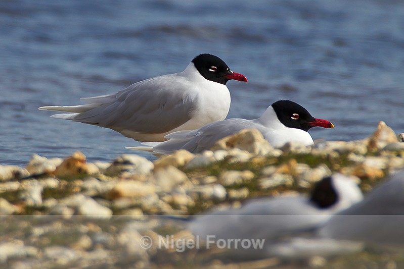 Mediterranean Gulls - Mediterranean Gull