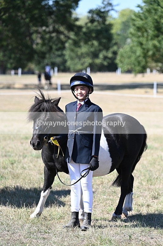 WJ7_1685 - Class 42 Most Handsome Gelding