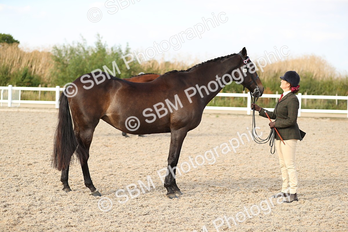 SBM_08640 - Class 28 - IH Veteran Horse