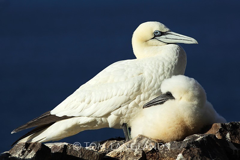 Northern Gannet - Gannets and Puffins