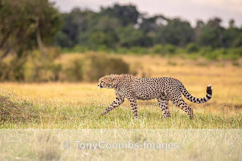 Cheetah - Mara North ~ Cats