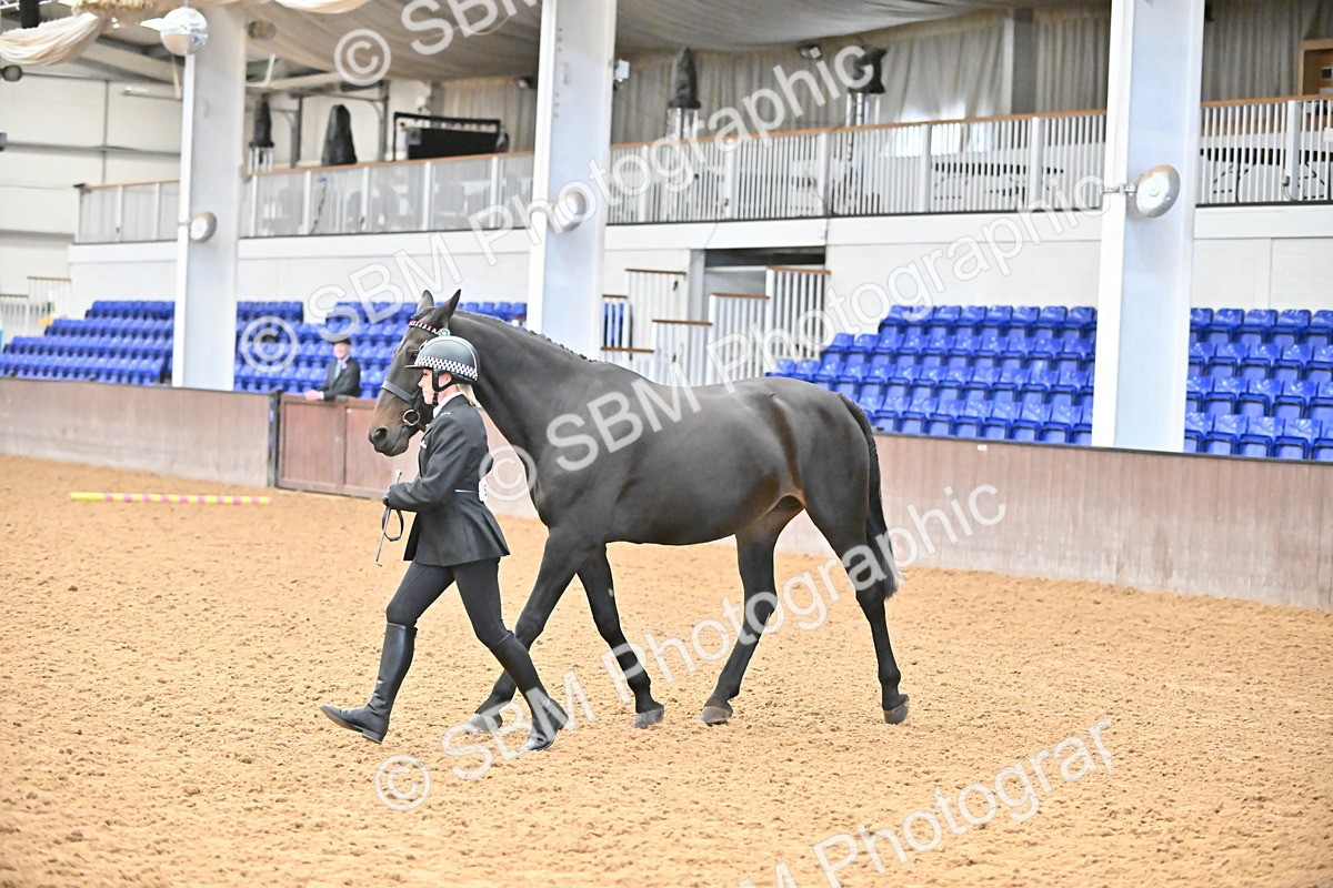 SBM_000093 - Class 4 - BSHA In Hand Show Cob