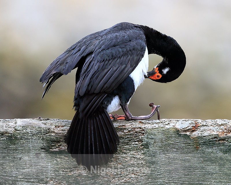 Rock Shag preening breast feathers, Carcass Island, Falklands - Rock Shag