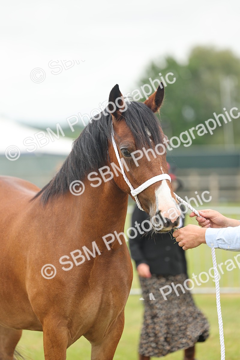 SBM_04837 - Class 50-57 - M&M Welsh Pony In Hand