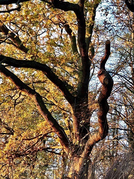 Twisted Branch,Slimbridge, Glos - LANDSCAPES & TREES