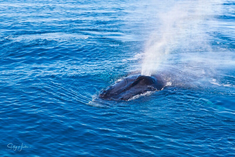 _16A1777 - 2024 Hervey Bay Whales