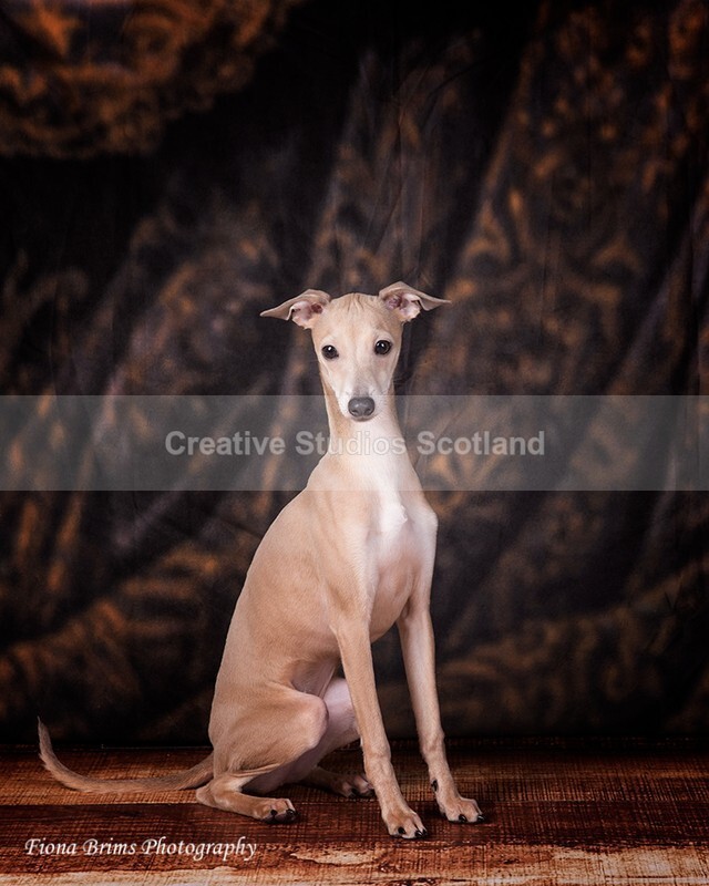 dogs-61 - Animal Portfolio