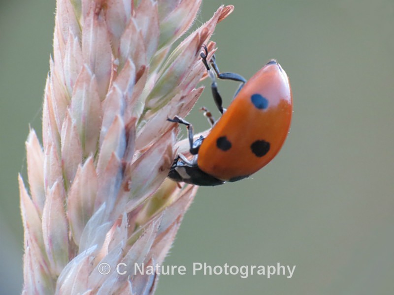 Hanging Around - Insects & Creepy Crawlies