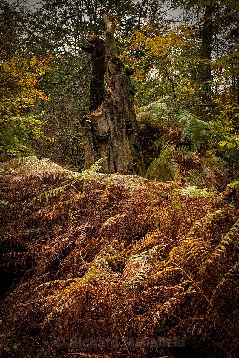  - Autumn