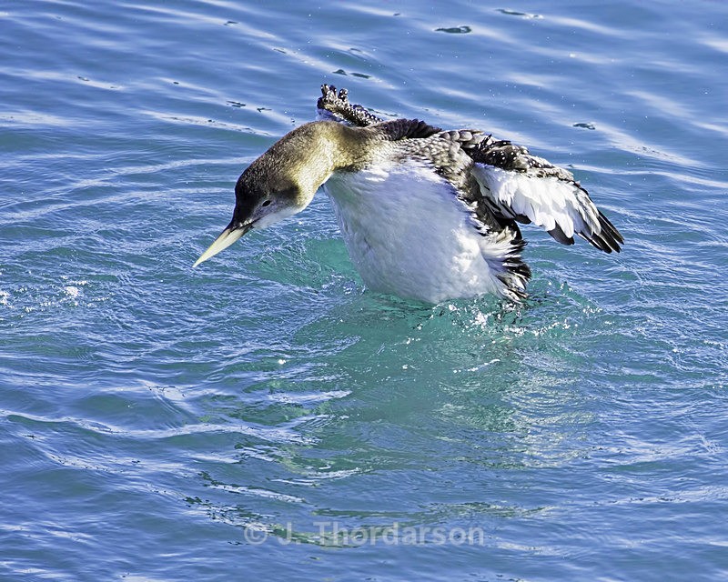  - Sea Birds