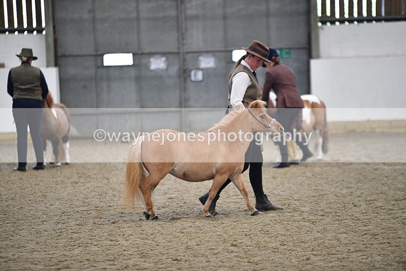 WJ5_4700 - Class 7 In hand coloured / odd coloured