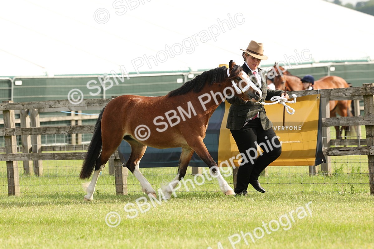 SBM_00387 - Class 6-13 - Mountatin and Moorland In Hand Welsh Breeds