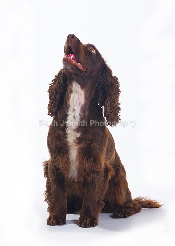 1KJS0159 - Portraiture